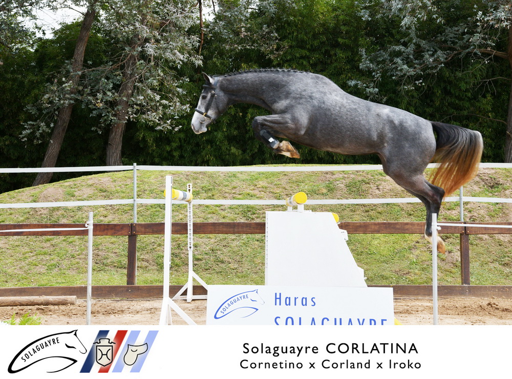 SOLAGUAYRE CORLATINA